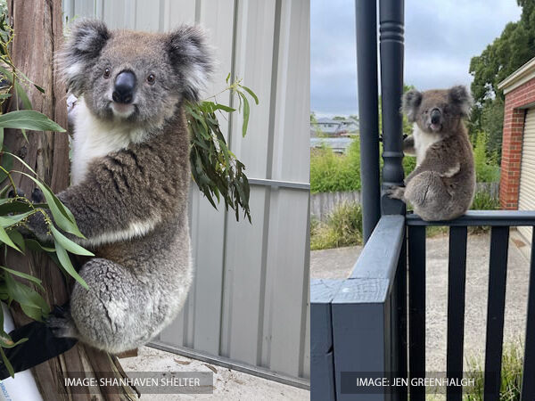 Koala Bridget in Brown Hill street